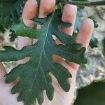 Quercus × rosacea Blad