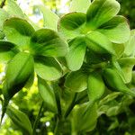 Helleborus foetidus Flor
