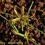 Cyperus flavescens Habitatea