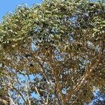 Schefflera morototoni Hábito