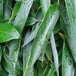 Phyllostachys sulphurea Leaf