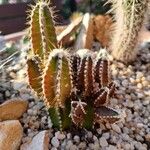 Acanthocereus tetragonus Blad