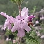 Satureja thymbra Floare