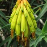 Aloe striatula Fiore