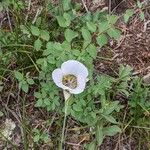 Calochortus gunnisonii Λουλούδι