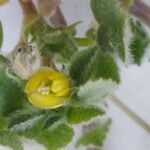 Medicago rigidula Blüte