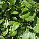 Manilkara hexandra Leaf