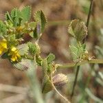 Medicago laciniata Φύλλο