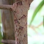 Foetidia mauritiana Bark