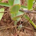 Kalanchoe marnieriana Leaf