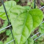 Cocculus carolinus Blad