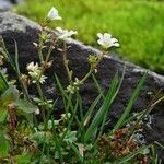 Saxifraga cernua عادت