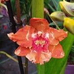 Oncidium crocidipterum Flor