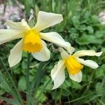 Narcissus × incomparabilis പുഷ്പം