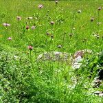 Tanacetum coccineum Habitus