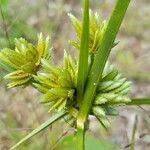 Cyperus eragrostisGyümölcs