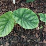 Alocasia clypeolata Yaprak