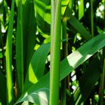 Phragmites australis 葉