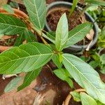 Ficus racemosa Leaf