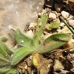 Pallenis spinosa Leaf