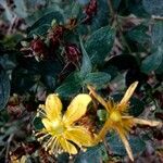 Hypericum grandifolium Květ