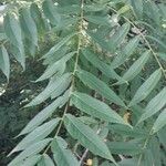 Juglans nigra Likasa