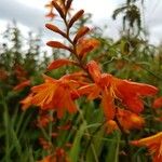 Crocosmia × crocosmiifloraКвітка