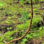 Oplopanax horridus Bark