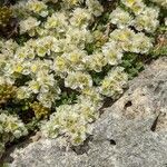 Paronychia kapela Flor