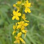 Agrimonia eupatoriaFlower