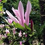 Magnolia x soulangeana Άλλα