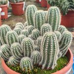 Echinocereus pectinatus Tervik taim