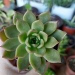 Echeveria agavoides Feuille