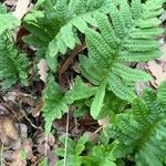 Polypodium californicum Hoja