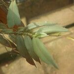 Angraecum angustum Leaf