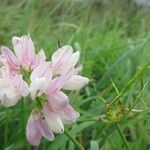 Coronilla varia Fruct