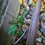 Bellis perennisFolha