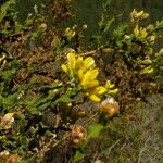 Pterospartum tridentatum Flower
