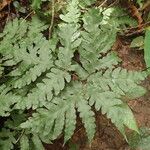 Tectaria angelicifolia Leaf