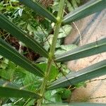 Acanthophoenix rubra Leaf