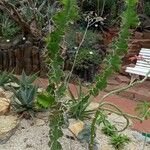 Euphorbia grandicornis Vekstform