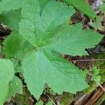 Hydrastis canadensis Leaf