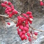 Berberis vulgaris Plod