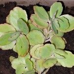 Kalanchoe fedtschenkoi পাতা