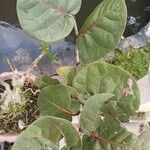 Coccoloba uvifera Blatt