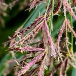 Cyperus longus Flower