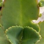 Kalanchoe ceratophylla Liść