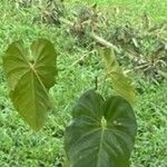 Anthurium faustomirandae Листок