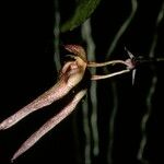 Bulbophyllum longiflorum Flower