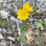 Blackstonia grandiflora ফুল